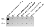 Pan Succinyl Lysine Antibody in Dot Blot (DB)