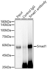 SMAD1 Antibody in Immunoprecipitation (IP)