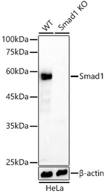 SMAD1 Antibody in Western Blot (WB)