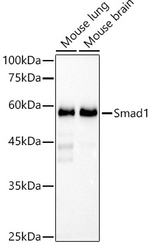 SMAD1 Antibody in Western Blot (WB)