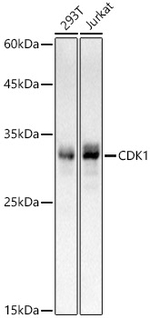 CDK1 Antibody in Western Blot (WB)