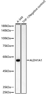 ALDH1A1 Antibody in Western Blot (WB)