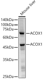 ACOX1 Antibody in Western Blot (WB)