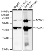 ACOX1 Antibody in Western Blot (WB)