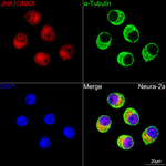 JNK1/JNK2/JNK3 Antibody in Immunocytochemistry (ICC/IF)