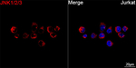 JNK1/JNK2/JNK3 Antibody in Immunocytochemistry (ICC/IF)