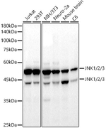 JNK1/JNK2/JNK3 Antibody in Western Blot (WB)