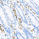 CD79a Antibody in Immunohistochemistry (Paraffin) (IHC (P))