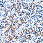 CD79a Antibody in Immunohistochemistry (Paraffin) (IHC (P))