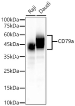CD79a Antibody in Western Blot (WB)