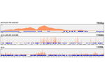 H3K56ac Antibody in ChIP Assay (ChIP)
