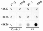 H3K56ac Antibody in Dot Blot (DB)