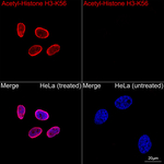H3K56ac Antibody in Immunocytochemistry (ICC/IF)