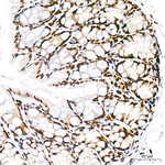 H3K56ac Antibody in Immunohistochemistry (Paraffin) (IHC (P))