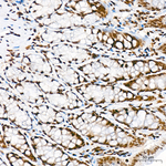 H3K56ac Antibody in Immunohistochemistry (Paraffin) (IHC (P))