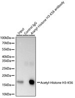 H3K56ac Antibody in Immunoprecipitation (IP)