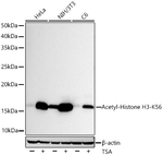 H3K56ac Antibody in Western Blot (WB)