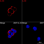 IL-33 Recombinant Rabbit Monoclonal Antibody (2G6B2)