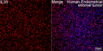 IL-33 Antibody in Immunohistochemistry (Paraffin) (IHC (P))