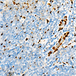 IL-33 Antibody in Immunohistochemistry (Paraffin) (IHC (P))