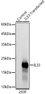 IL-33 Antibody in Western Blot (WB)