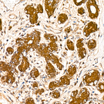 MIF Antibody in Immunohistochemistry (Paraffin) (IHC (P))