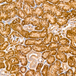 MIF Recombinant Rabbit Monoclonal Antibody (8M8R10)
