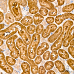 MIF Antibody in Immunohistochemistry (Paraffin) (IHC (P))