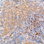 MIF Antibody in Immunohistochemistry (Paraffin) (IHC (P))
