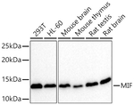 MIF Antibody in Western Blot (WB)