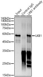 LKB1 Antibody in Immunoprecipitation (IP)