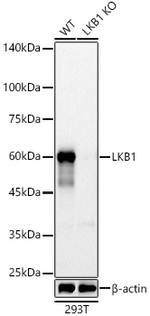 LKB1 Antibody in Western Blot (WB)
