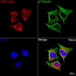 GSK3 alpha/beta Recombinant Rabbit Monoclonal Antibody (6C2R3)