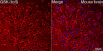 GSK3 alpha/beta Antibody in Immunohistochemistry (Paraffin) (IHC (P))