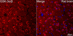 GSK3 alpha/beta Antibody in Immunohistochemistry (Paraffin) (IHC (P))