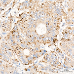 GSK3 alpha/beta Antibody in Immunohistochemistry (Paraffin) (IHC (P))