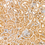 GSK3 alpha/beta Antibody in Immunohistochemistry (Paraffin) (IHC (P))