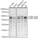 GSK3 alpha/beta Antibody in Western Blot (WB)
