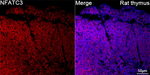 NFATC3 Antibody in Immunohistochemistry (Paraffin) (IHC (P))