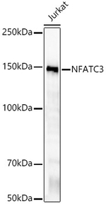 NFATC3 Antibody in Western Blot (WB)