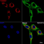 TOMM7 Antibody in Immunocytochemistry (ICC/IF)