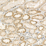 TOMM7 Antibody in Immunohistochemistry (Paraffin) (IHC (P))