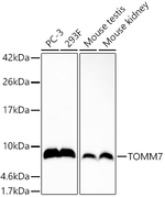 TOMM7 Antibody in Western Blot (WB)