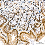 PCAF Antibody in Immunohistochemistry (Paraffin) (IHC (P))