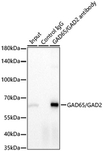 GAD65 Antibody in Immunoprecipitation (IP)
