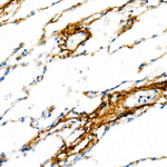 Elastin Antibody in Immunohistochemistry (Paraffin) (IHC (P))