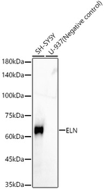 Elastin Antibody in Western Blot (WB)
