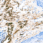 Elastin Antibody in Immunohistochemistry (Paraffin) (IHC (P))