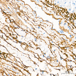 Elastin Antibody in Immunohistochemistry (Paraffin) (IHC (P))