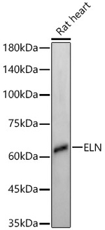 Elastin Antibody in Western Blot (WB)